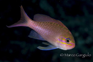 Pink Mediterranean Damsel fish by Marco Gargiulo 
